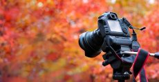 How To Get Perfect Fall Photos When Mother Nature Won't Cooperate