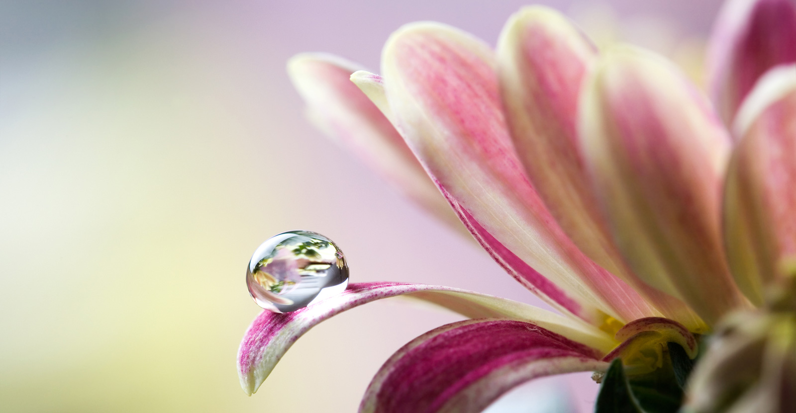 waterdrop-on-flower
