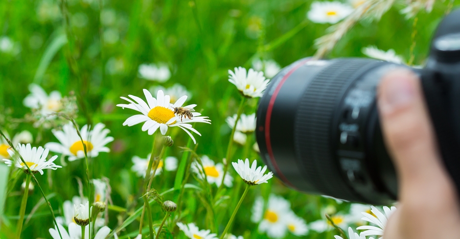The Best Way To Start Exploring Macro Photography Without Breaking The Bank